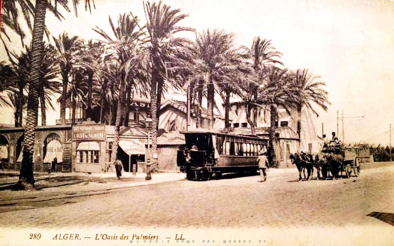 Alger - Jardin d'essai - Oasis des Palmiers 289.jpg
